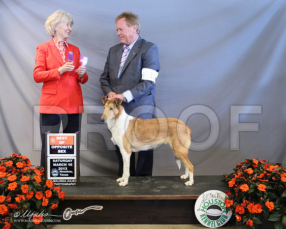 CollieS-7840-LR
