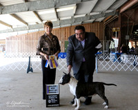 Colored Bull Terrier #7 Sat Kirsten Salvito Judge S Goldberg LR Houston Mar 2013