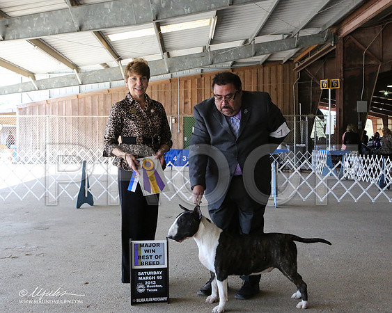 AmStaff-7041-LR
