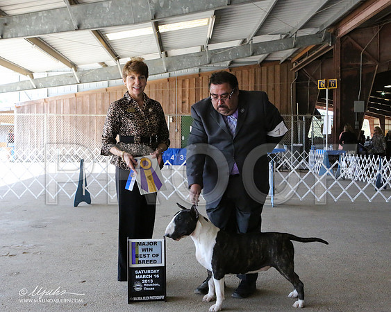 AmStaff-7042-LR