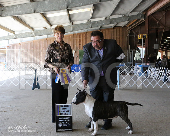 AmStaff-7043-LR