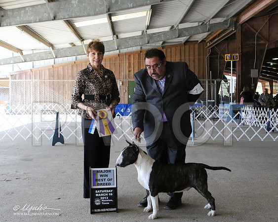 AmStaff-7046-LR