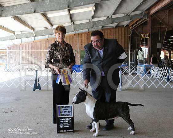 AmStaff-7049-LR