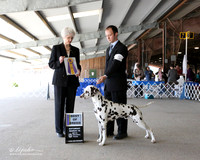 Dalmatian #5 Sat Best of BreedTS Robbins D Goebel EJ Osowski JR Millair Judge C Cartwright LR Houston Mar 2013