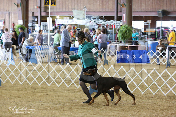 Dobe#28-8891-LR
