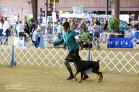 Doberman Pinscher #28 Ring Sun Jon Gaynor LR Houston Mar 2013