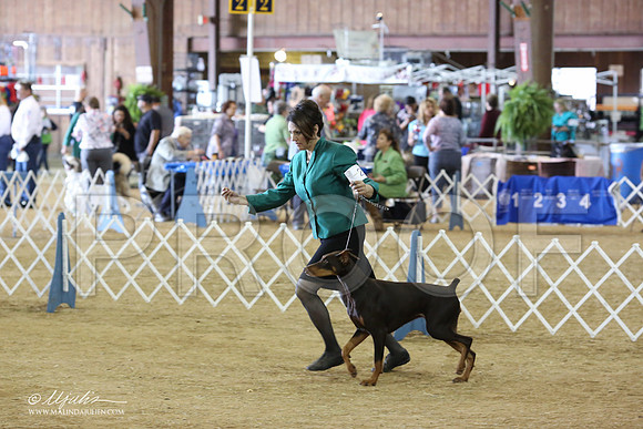 Dobe#28-8892-LR
