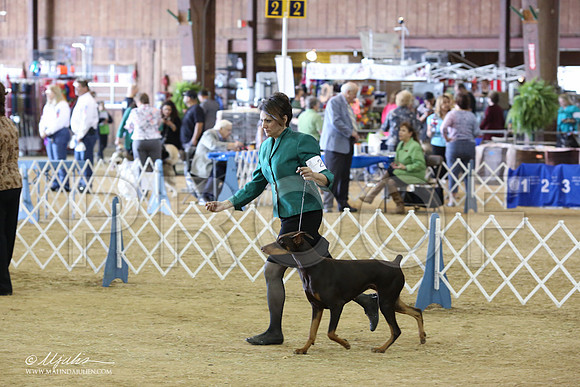 Dobe#28-8893-LR