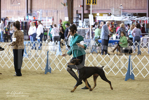 Dobe#28-8894-LR