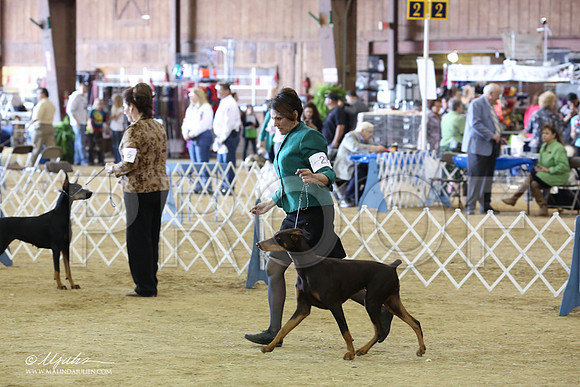 Dobe#28-8895-LR