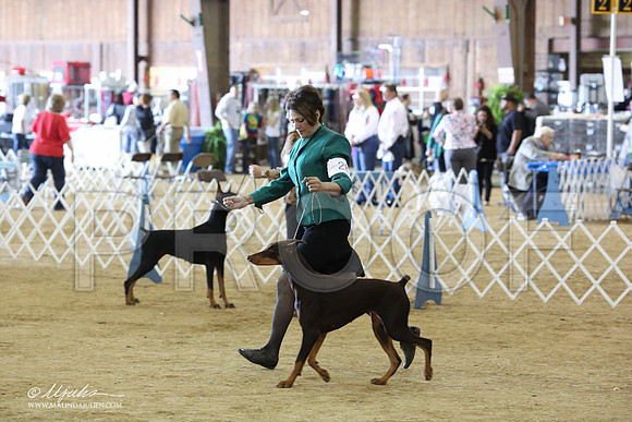 Dobe#28-8897-LR