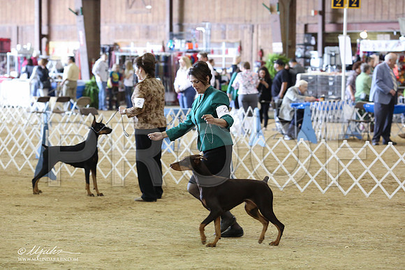 Dobe#28-8896-LR