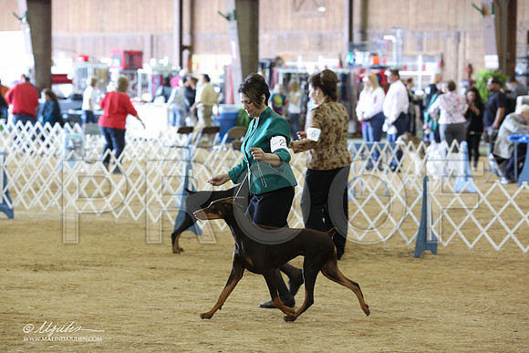 Dobe#28-8898-LR