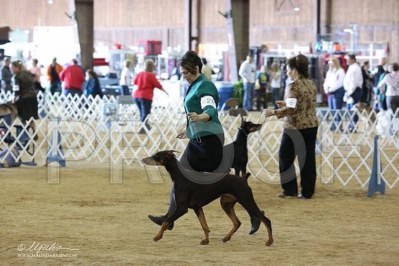 Dobe#28-8899-LR