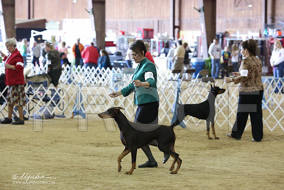 Dobe#28-8900-LR