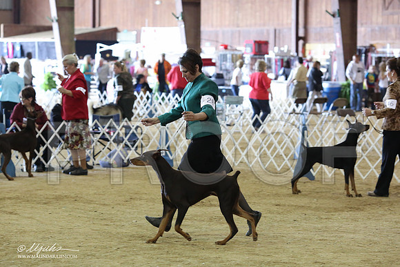 Dobe#28-8901-LR
