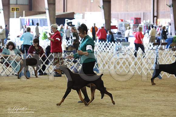 Dobe#28-8902-LR