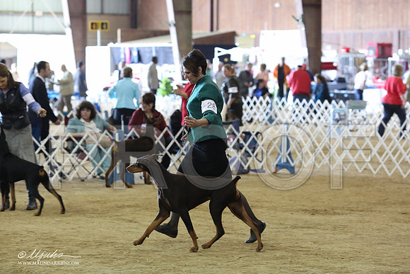 Dobe#28-8903-LR