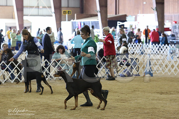 Dobe#28-8904-LR