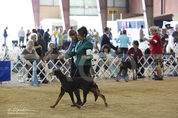 Dobe#28-8906-LR