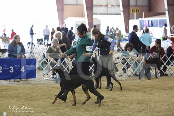Dobe#28-8907-LR