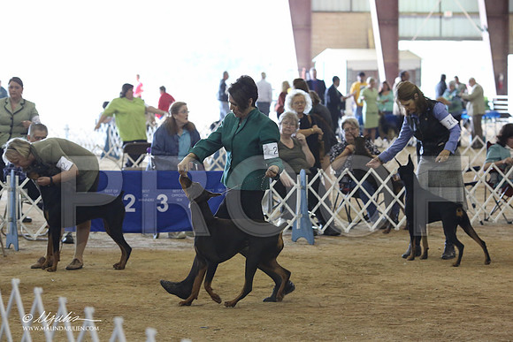 Dobe#28-8909-LR