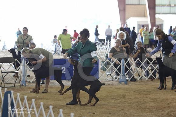 Dobe#28-8910-LR