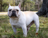 French Bulldog Hiram Stewart Custom Sat LR Houston Mar 2013