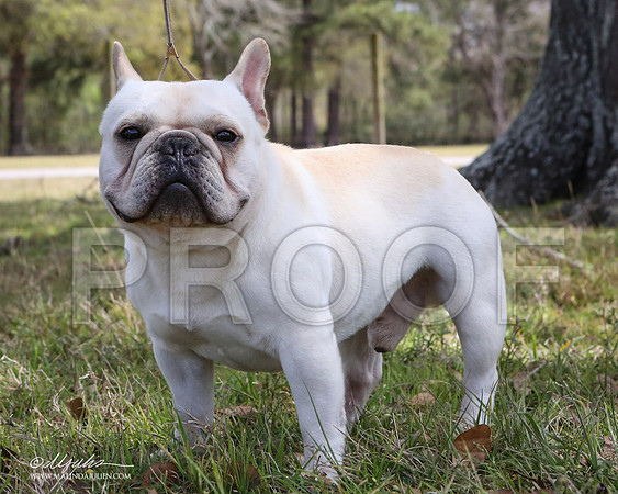 Fren-7529-LR