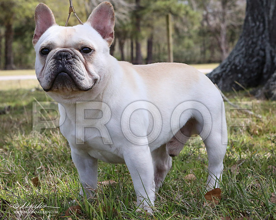 Fren-7530-LR
