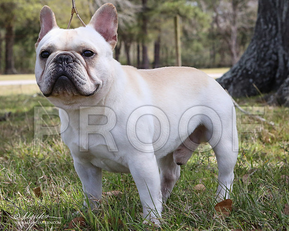 Fren-7531-LR