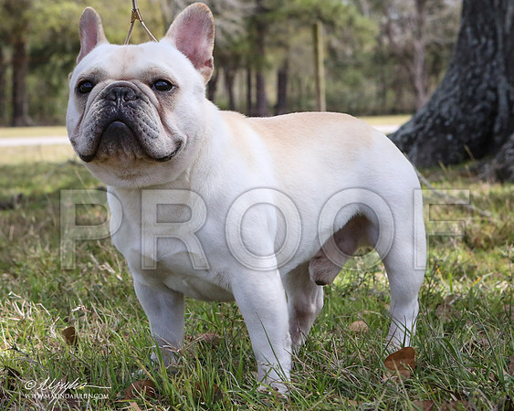 Fren-7532-LR