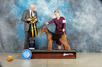 Airedale #5 Sat BIS Judge Jon Cole