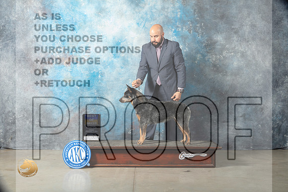Australian Cattle Dog #14 Fri BOB Judge Elizardo Valadez_MJ_1936_Midland2023_HR3