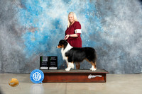 Australian Shepherd #11 Sat VBOB Olvis VG3 Sherry Patton