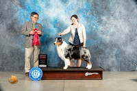Australian Shepherd #17 Sat G2 Judge Elizardo Valadez