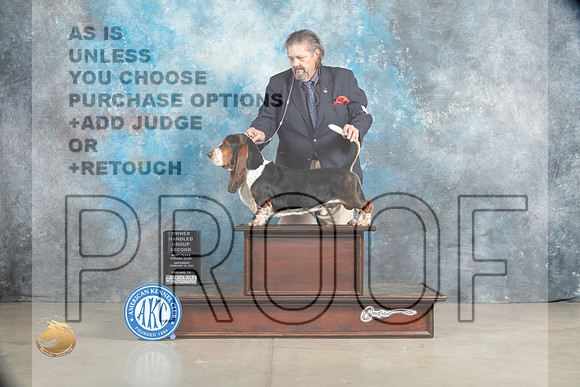 Basset Hound #5 Sat OHG2 Judge Charles Olvis_MJ_2005_Midland2023_HR3