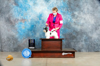 Biewer Terrier #9 Sat BOBBOW Judge Charles Olvis