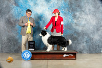 Border Collie #7 Sat G3 Judge Elizardo Valadez