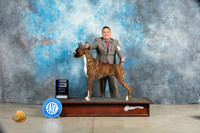 Boxer #17 Sat WD Judge Elizardo Valadez