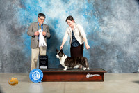 Cardigan Welsh Corgi #10 Sat G4 Judge Elizardo Valadez