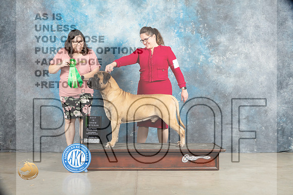 Bullmastiff #11 Sat VBIS Judge Sherry Patton_MJ_2140_Midland2023_HR3