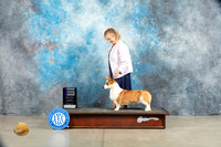 Cardigan Welsh Corgi #6 Sat WB Judge Jon Cole