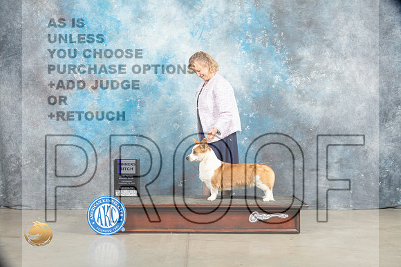 Cardigan Welsh Corgi #6 Sat WB Judge Jon Cole_MJ_1888_Midland2023_HR3