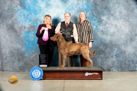 Chesapeake Bay Retriever #5 Sat OHG1 Judge Ellen W Schultz