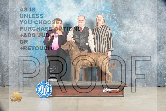 Chesapeake Bay Retriever #5 Sat OHG1 Judge Ellen W Schultz_MJ_1874_Midland2023_HR3