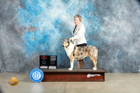 Collie Rough #8 Sat BOSVG4 Judge Judith Brown