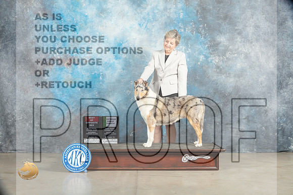 Collie Rough #8 Sat BOSVG4 Judge Judith Brown_MJ_2184_Midland2023_HR3