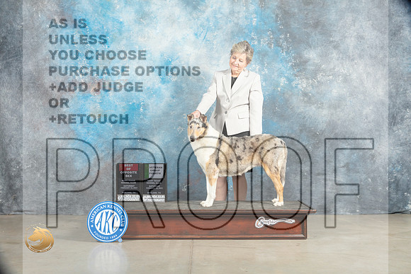 Collie Rough #8 Sat BOSVG4 Judge Judith Brown_MJ_2185_Midland2023_HR3