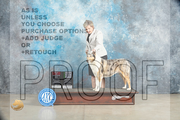 Collie Rough #8 Sat BOSVG4 Judge Judith Brown_MJ_2186_Midland2023_HR3